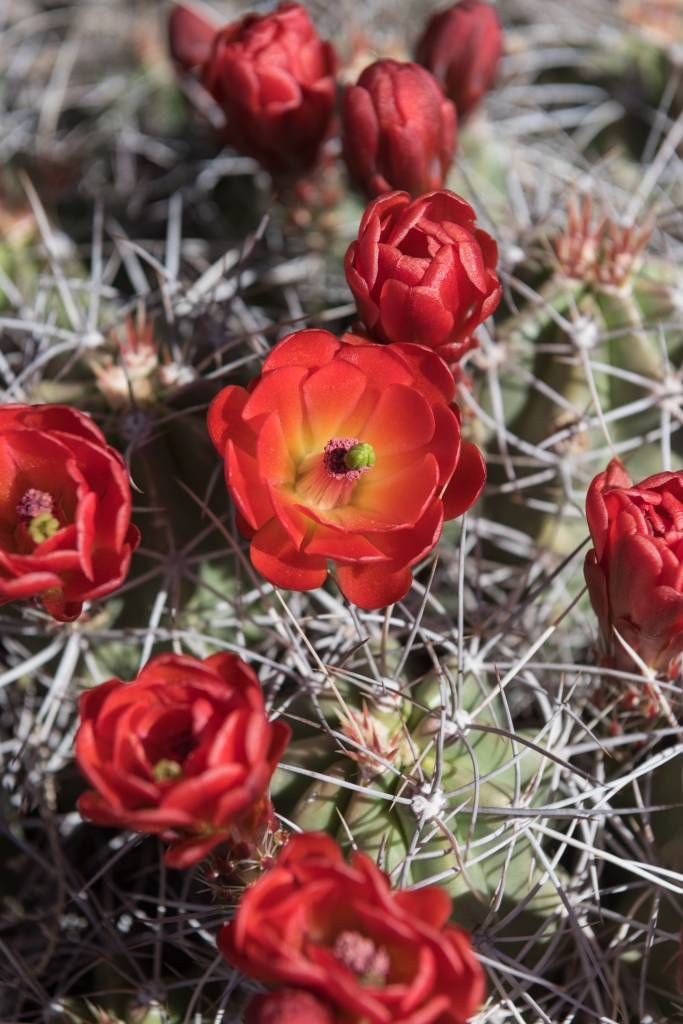 Fiori di cactus rosso