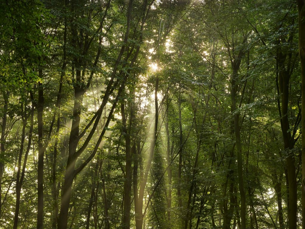 Il sole nella foresta