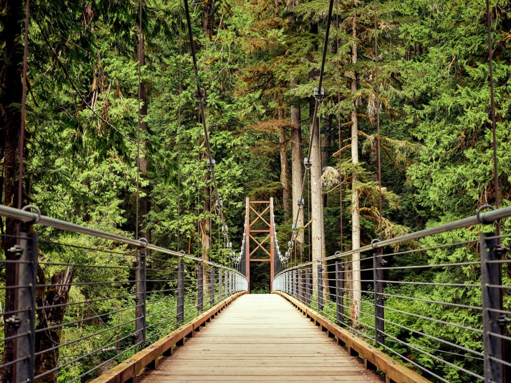 Ponte nella foresta