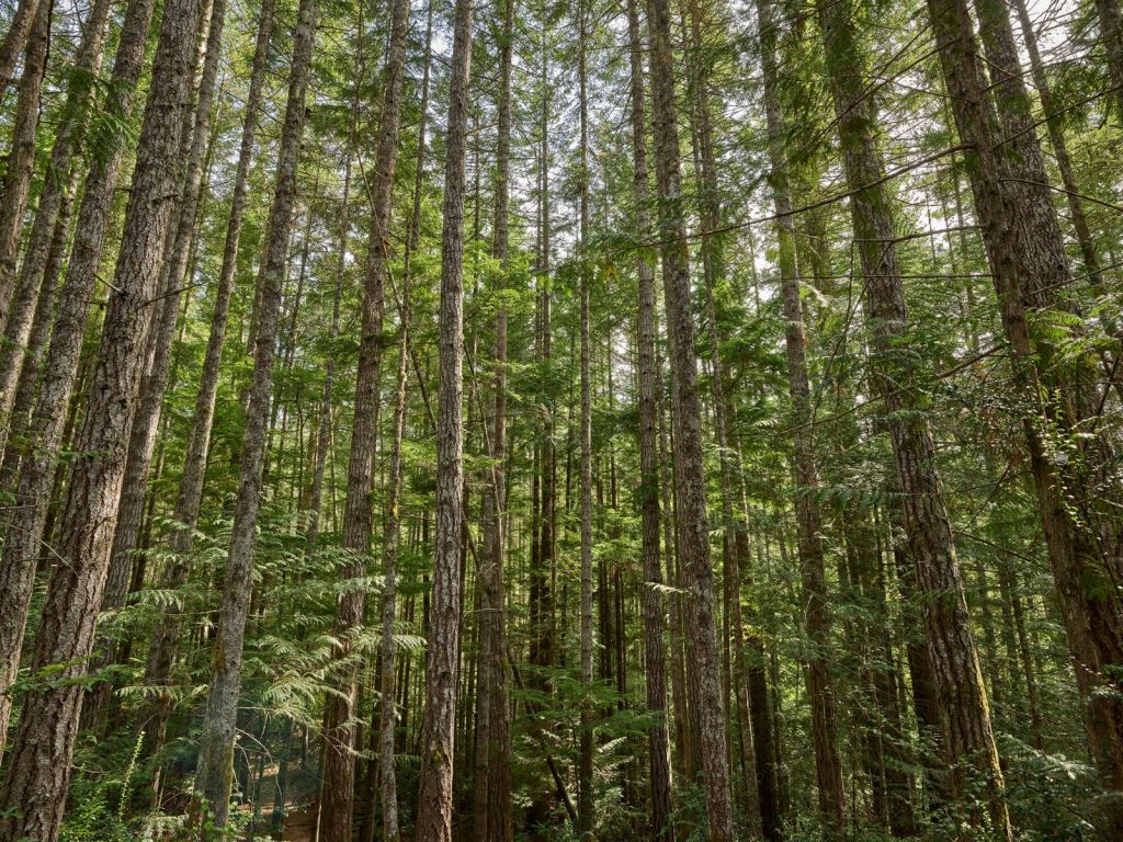 Alberi sottili nella foresta