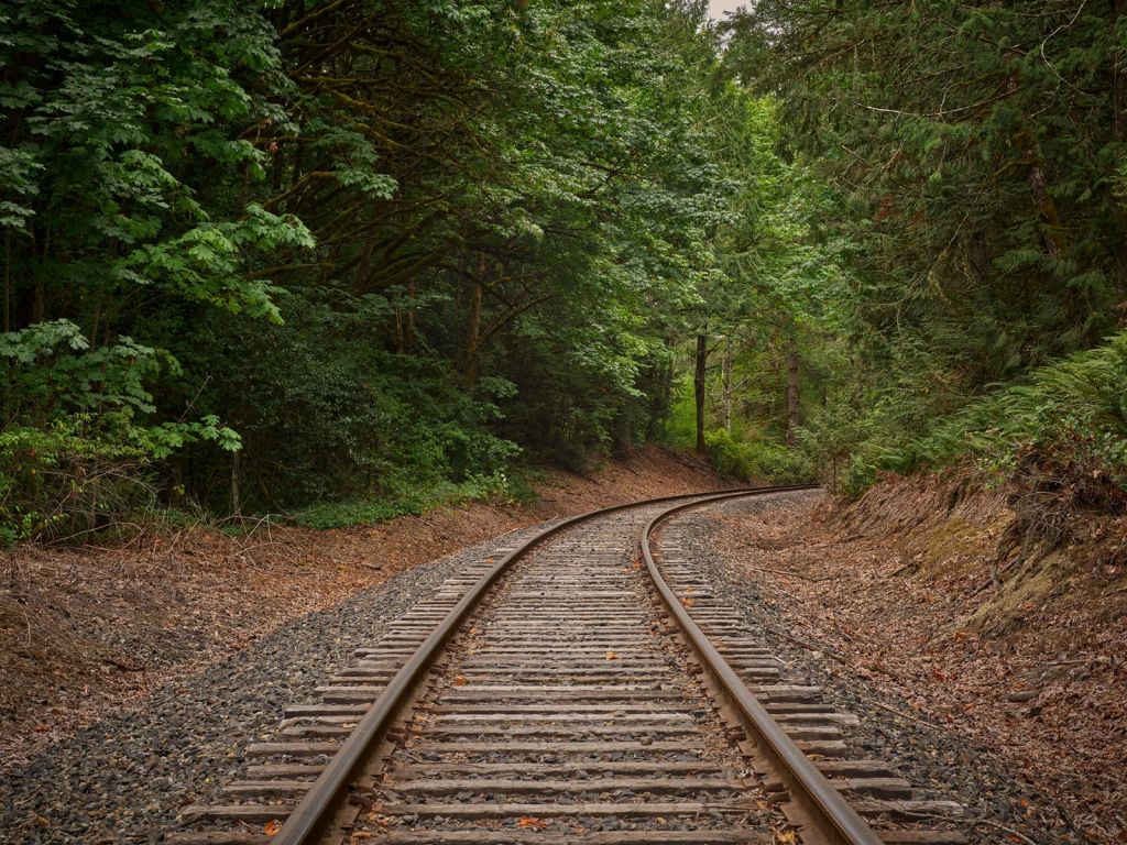 Linea ferroviaria attraverso la foresta