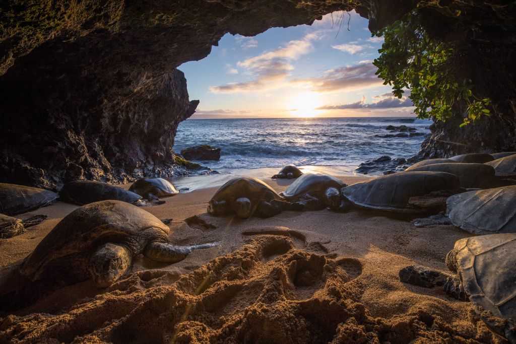 Tartarughe in una grotta