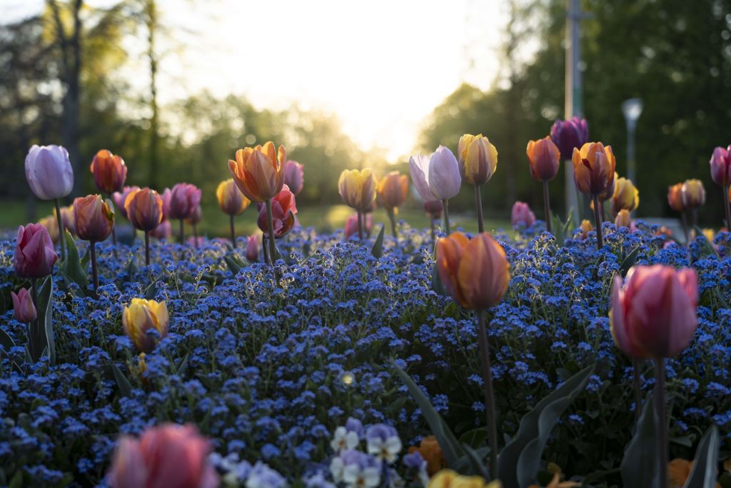 Allegro campo di tulipani