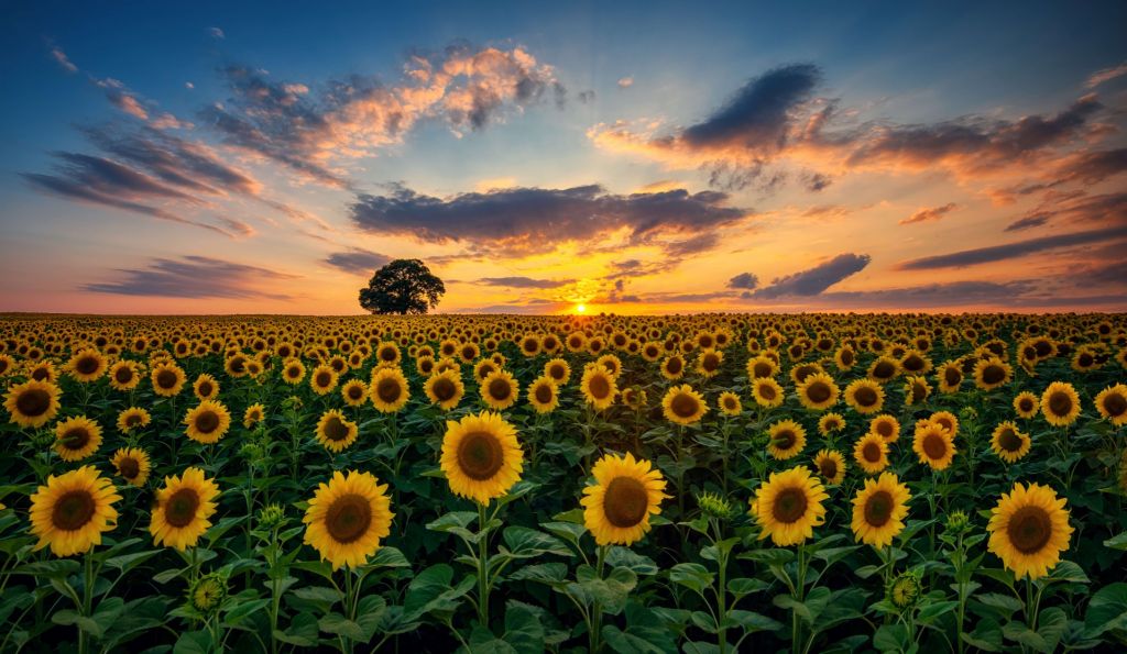 Campo pieno di girasoli