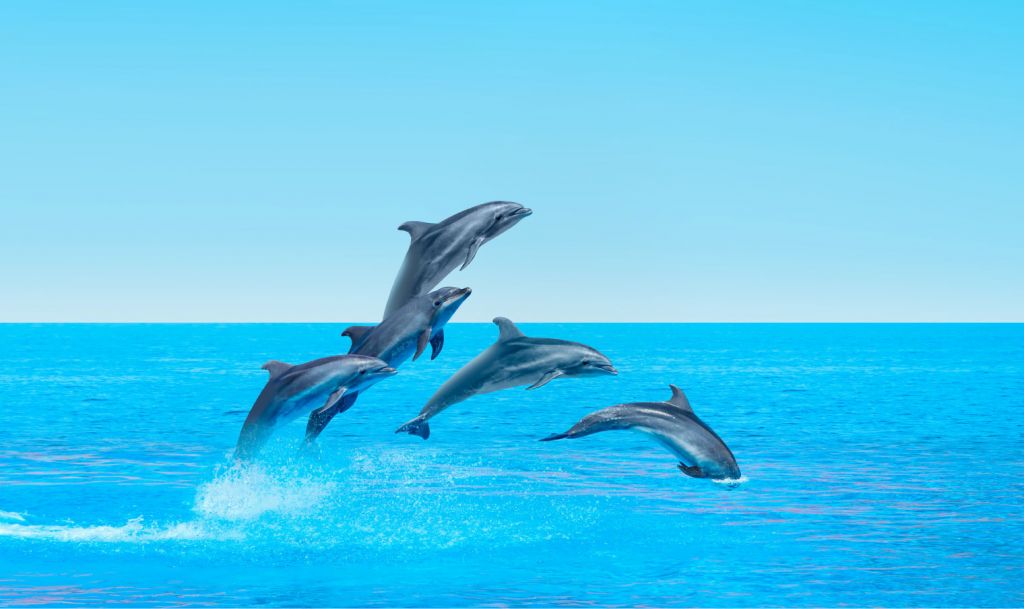 Delfini che saltano