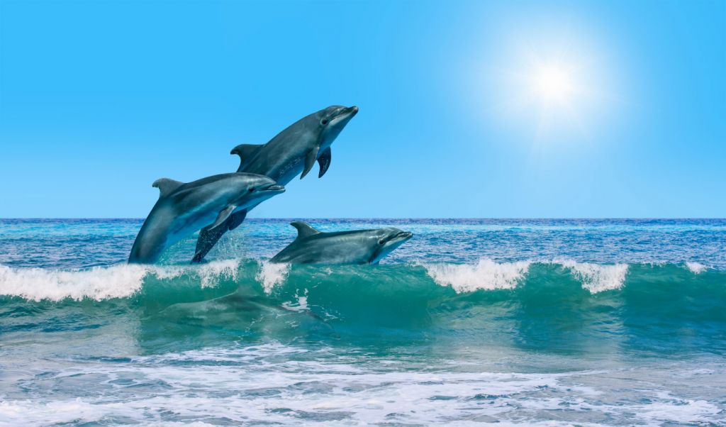 Delfini sulla costa