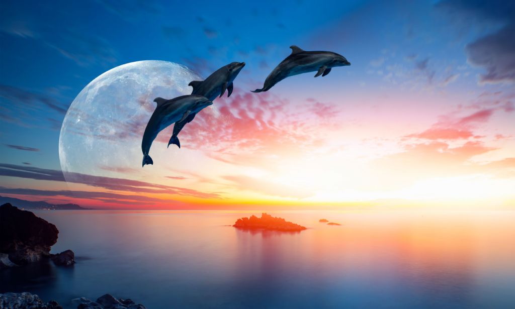 Delfini nella notte