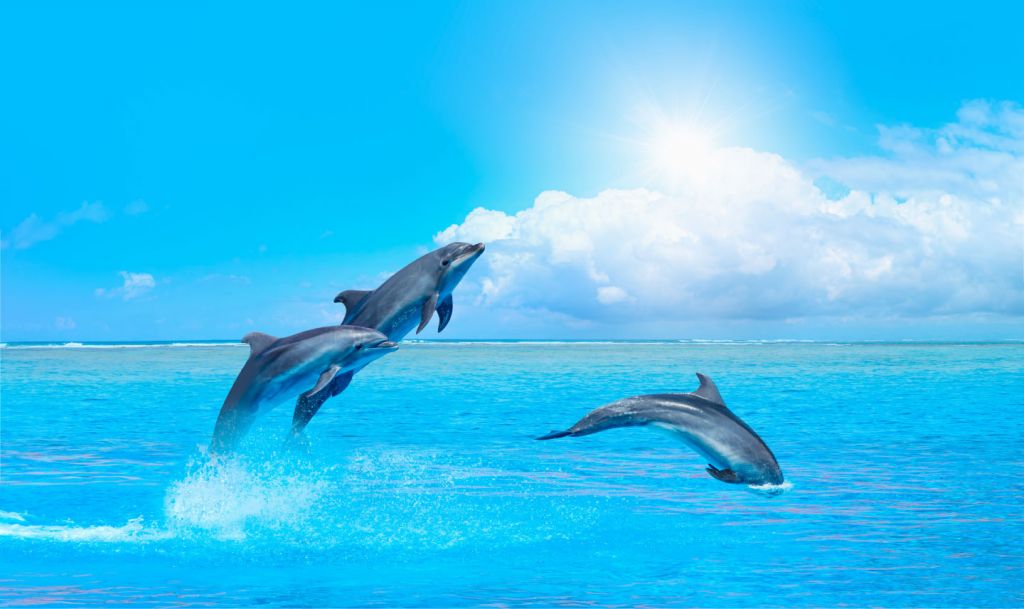 Delfini nell'oceano