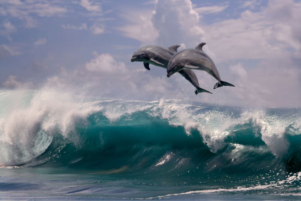 Delfini e onde