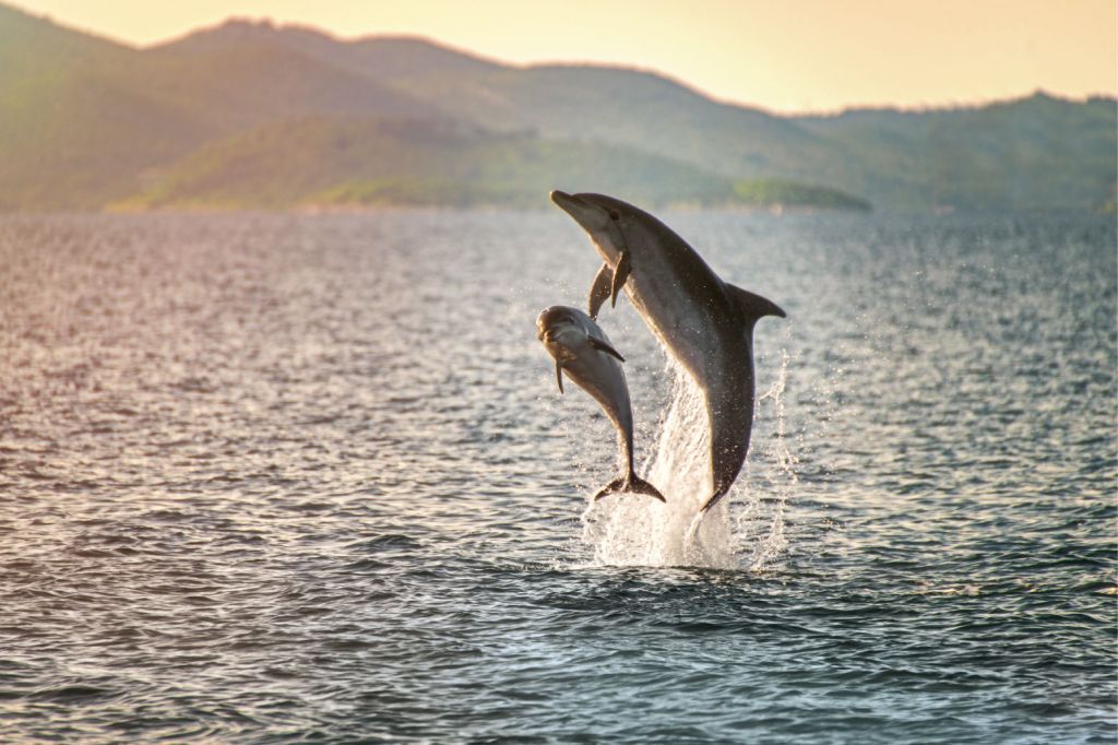 Due delfini che saltano