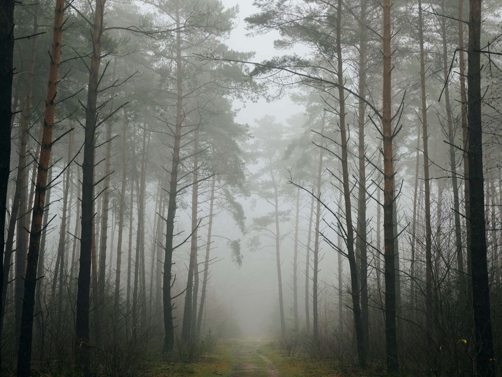 Sentiero nella foresta nebbiosa