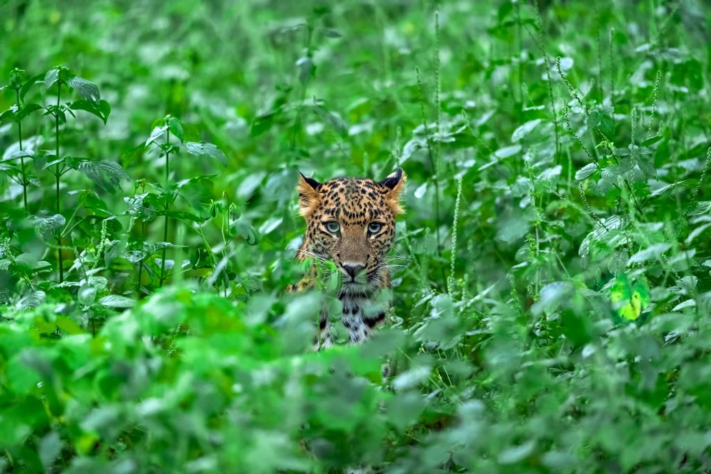 Leopardo nella foresta