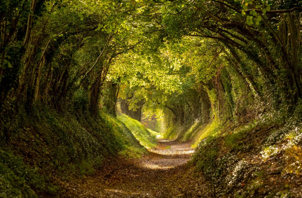 Tunnel dell'albero Halnaker