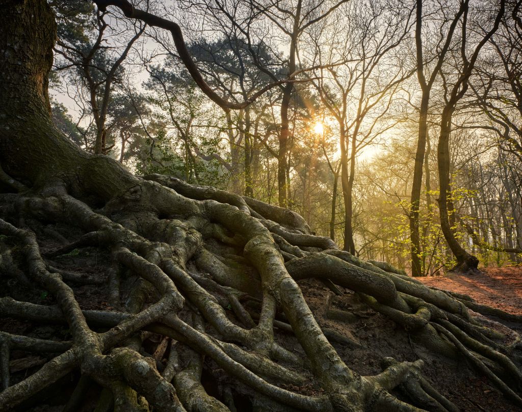 Radici dell'albero sopra il terreno