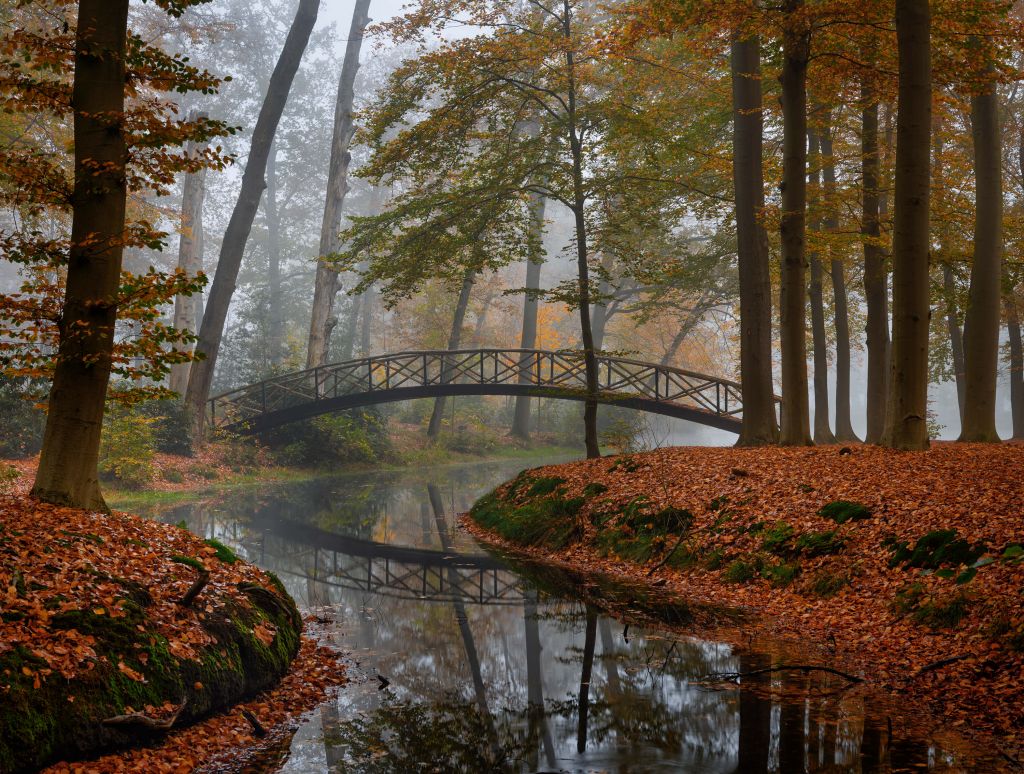 Ponte nella foresta autunnale