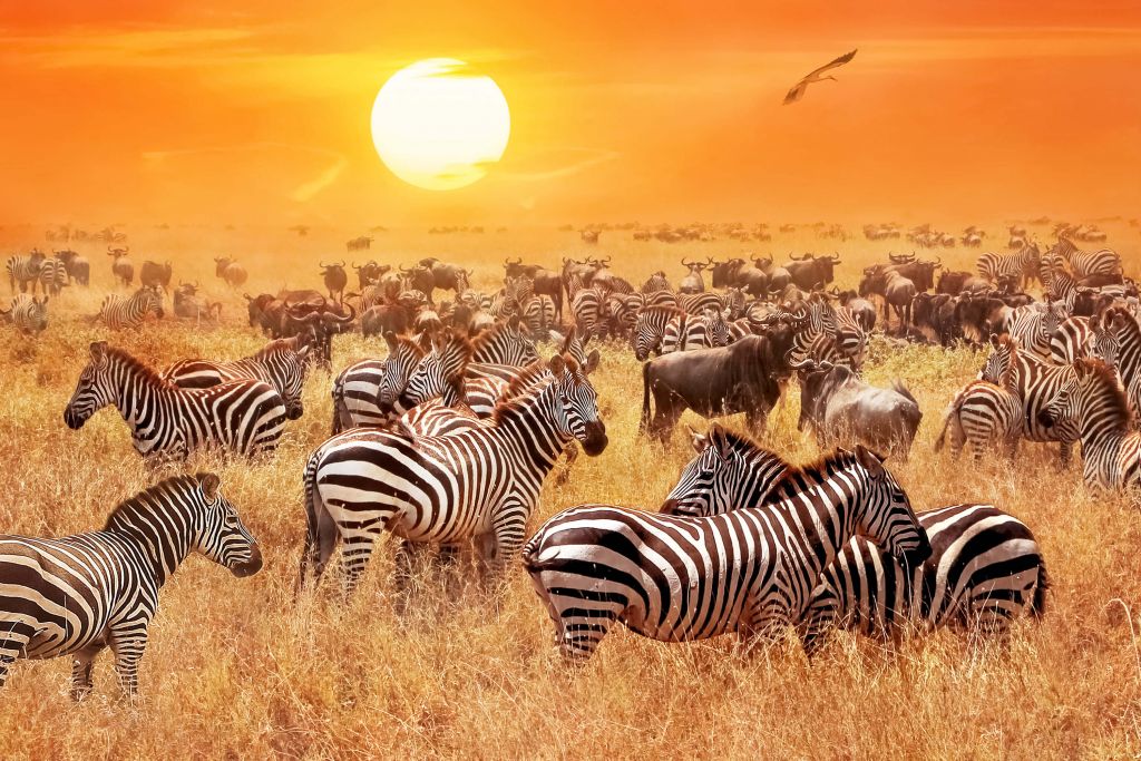 Savana sole con zebre