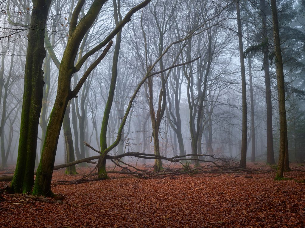 Misteriosa foresta nebbiosa