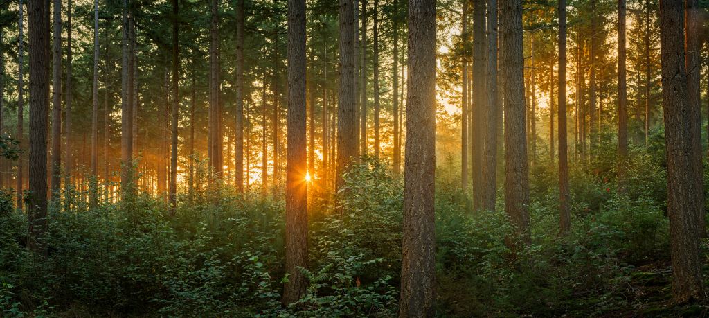 Raggi di sole in una foresta di conifere