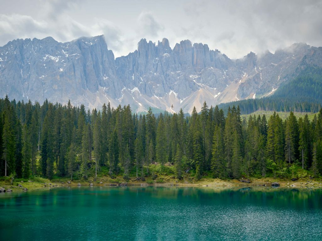 Filare di alberi vicino a un lago di montagna