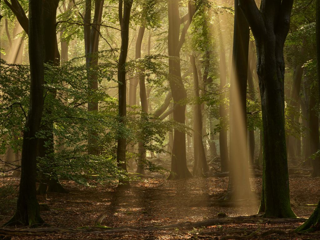 Vecchia foresta con alari