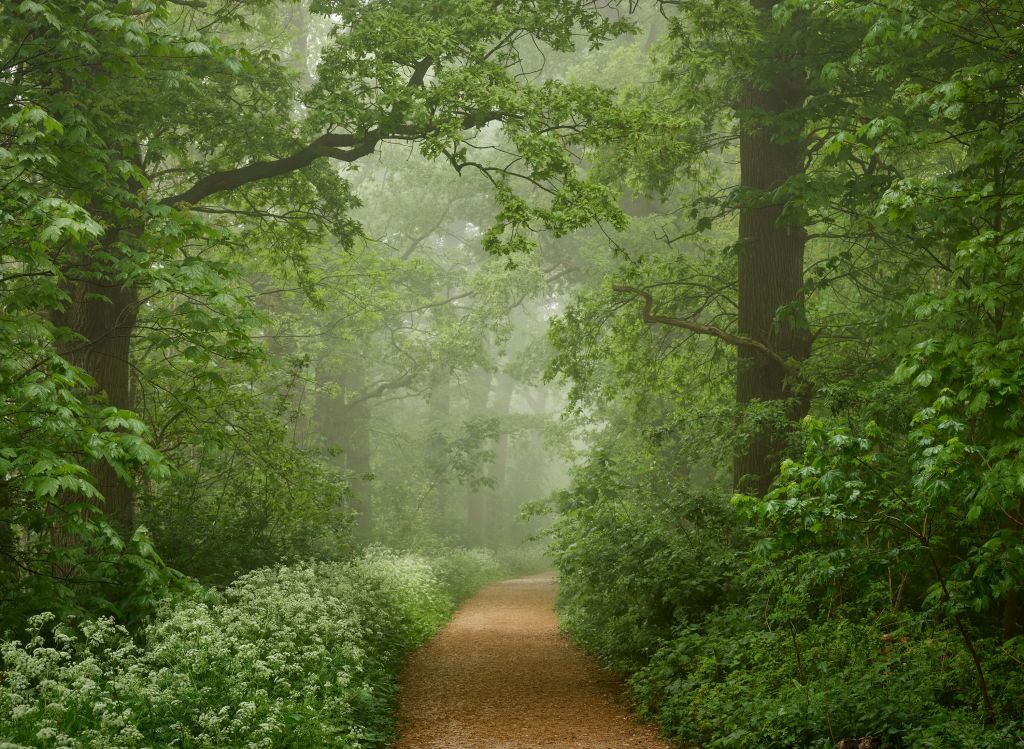 Foresta nebbiosa con sentiero