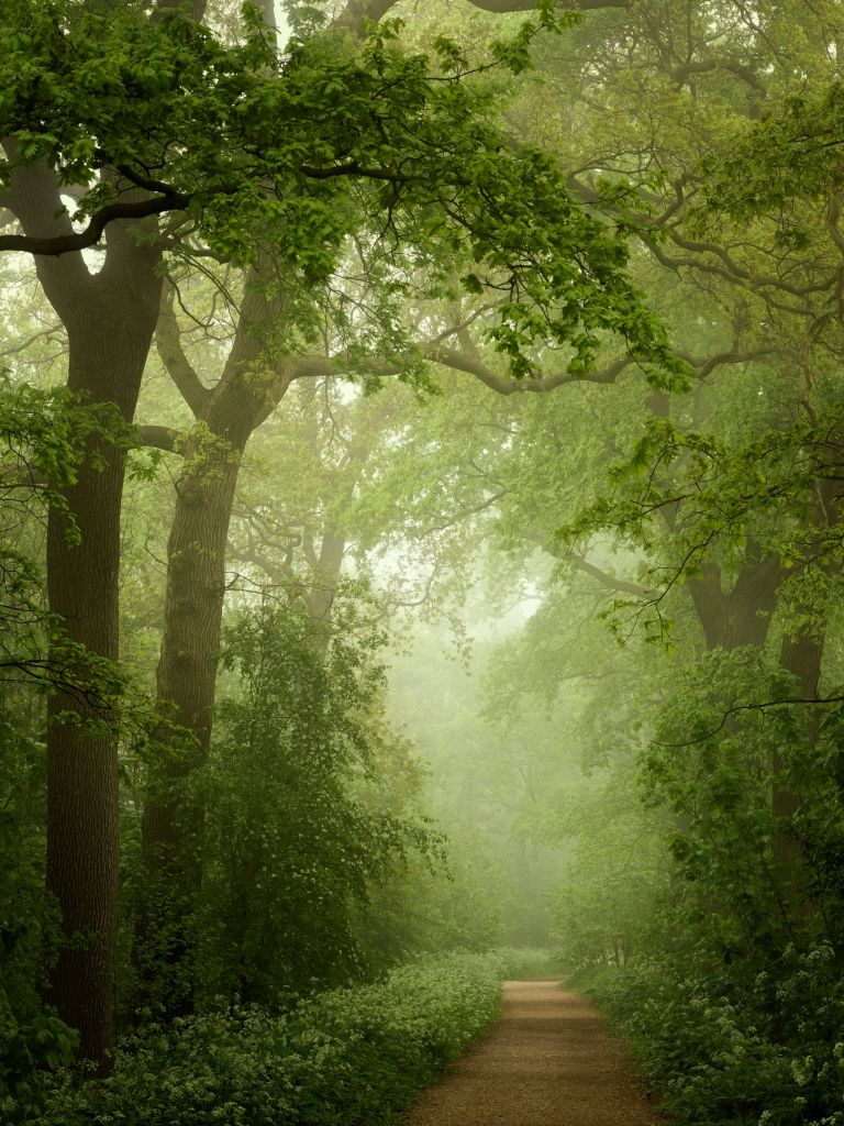 Sentiero forestale nella nebbia