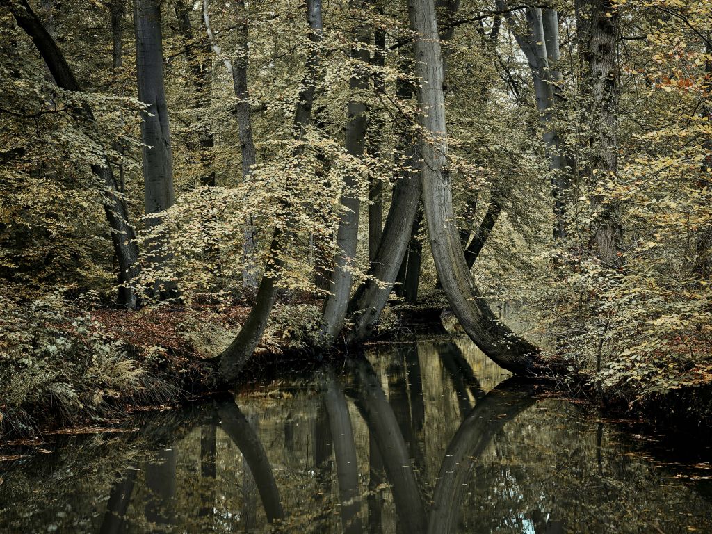 Ruscello con alberi sospesi