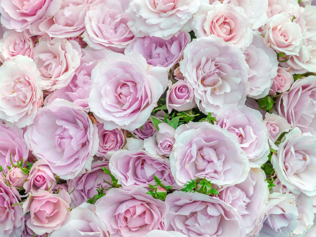 Carta da parati con rose Rose rosse, rosa e arancioni n. u74346 -   negozio online