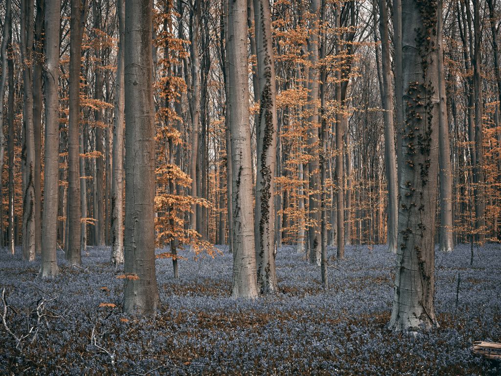 Foresta con toni pastello