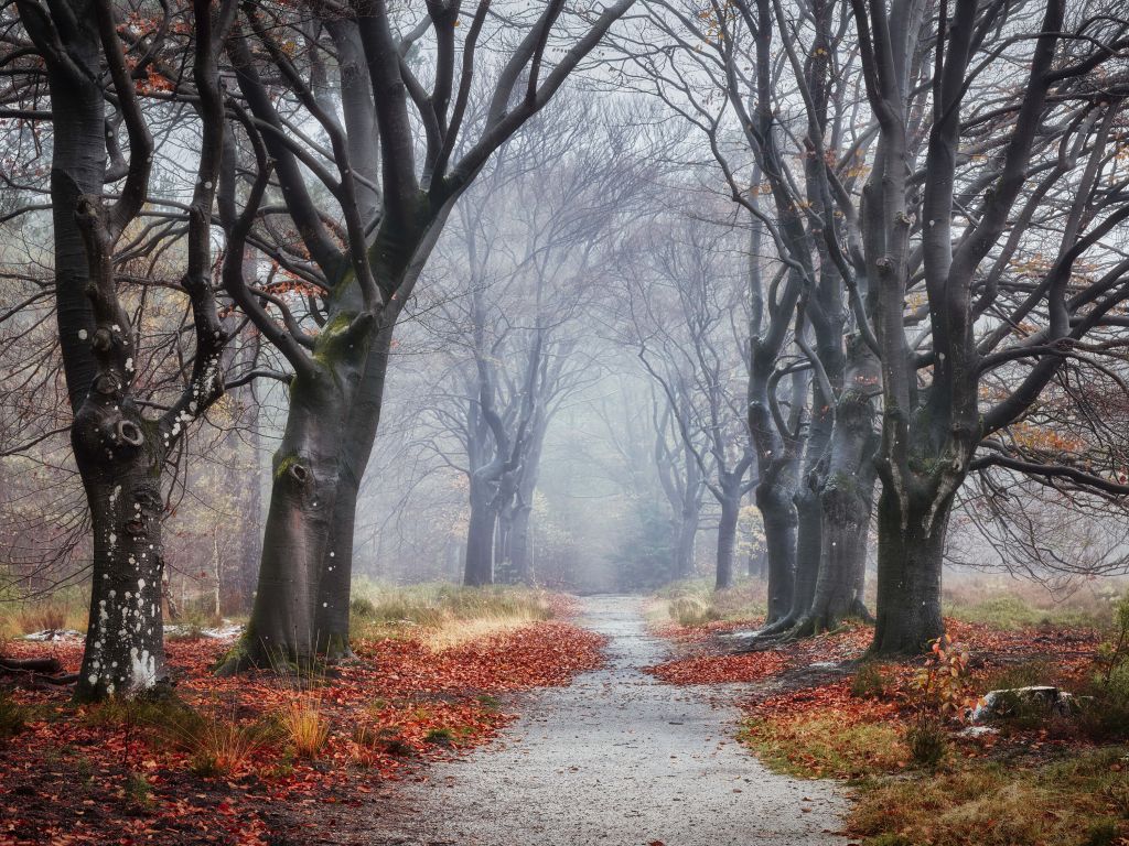 Alberi nella foresta