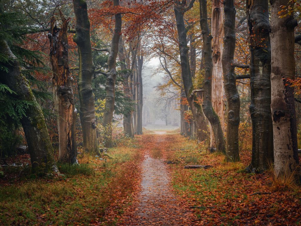 Sentiero forestale con alberi secolari