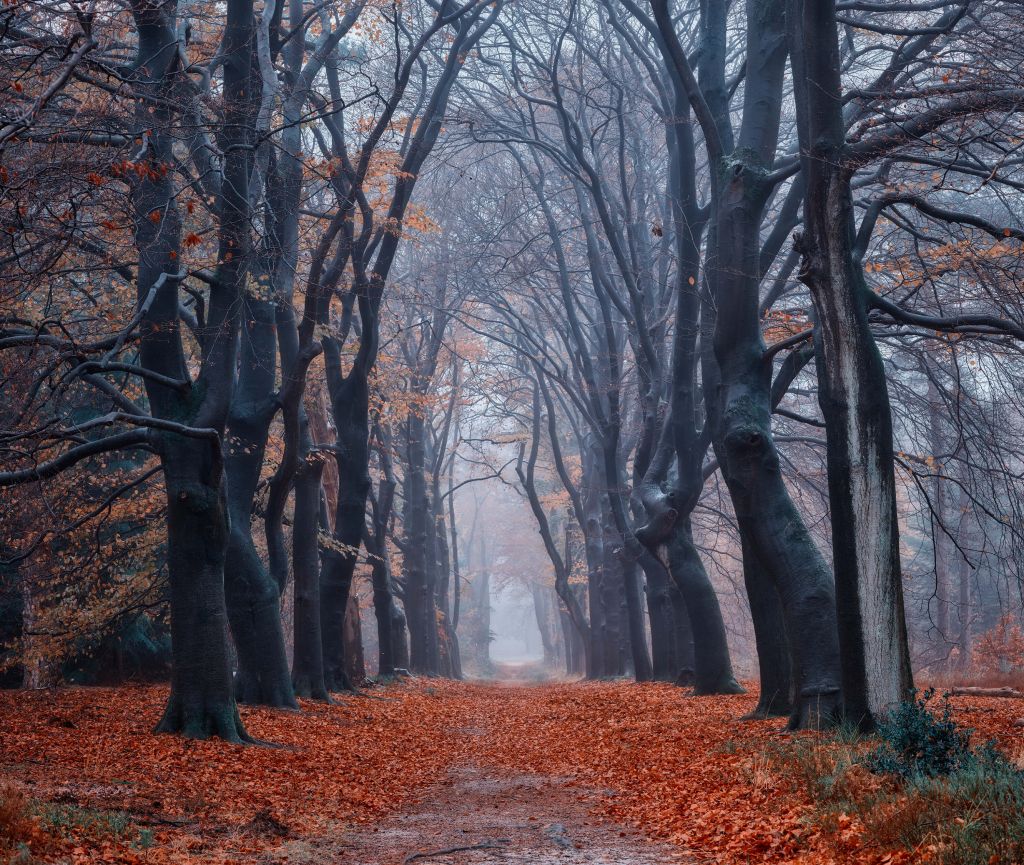 Sentiero forestale con foglie