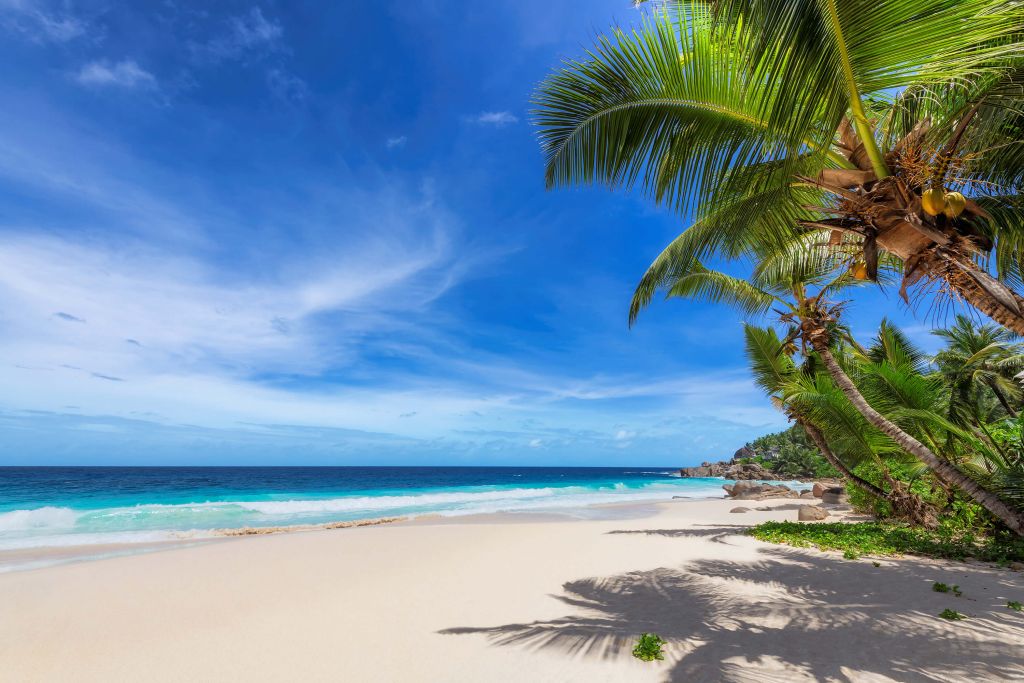 Spiaggia tropicale con palma