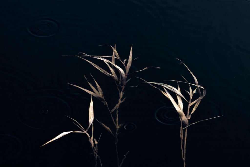 Riet in Stile Acqua