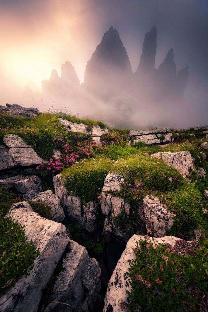 Nevelige Bergtoppen e fiori delle Alpi