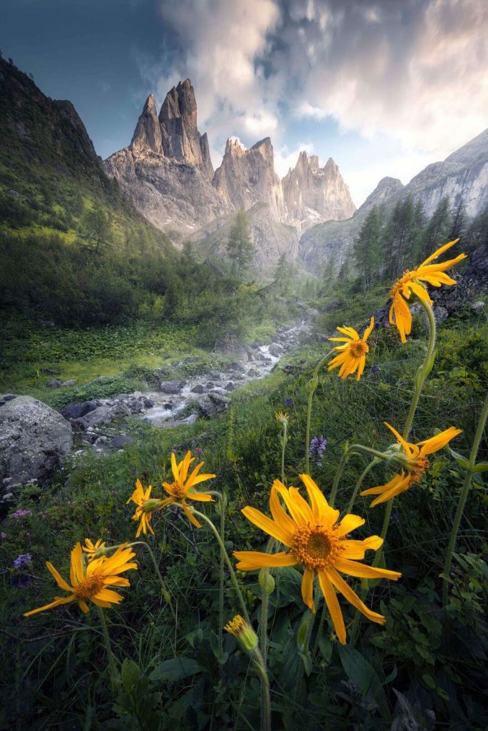 Fiori alpini gialli nella valle montana