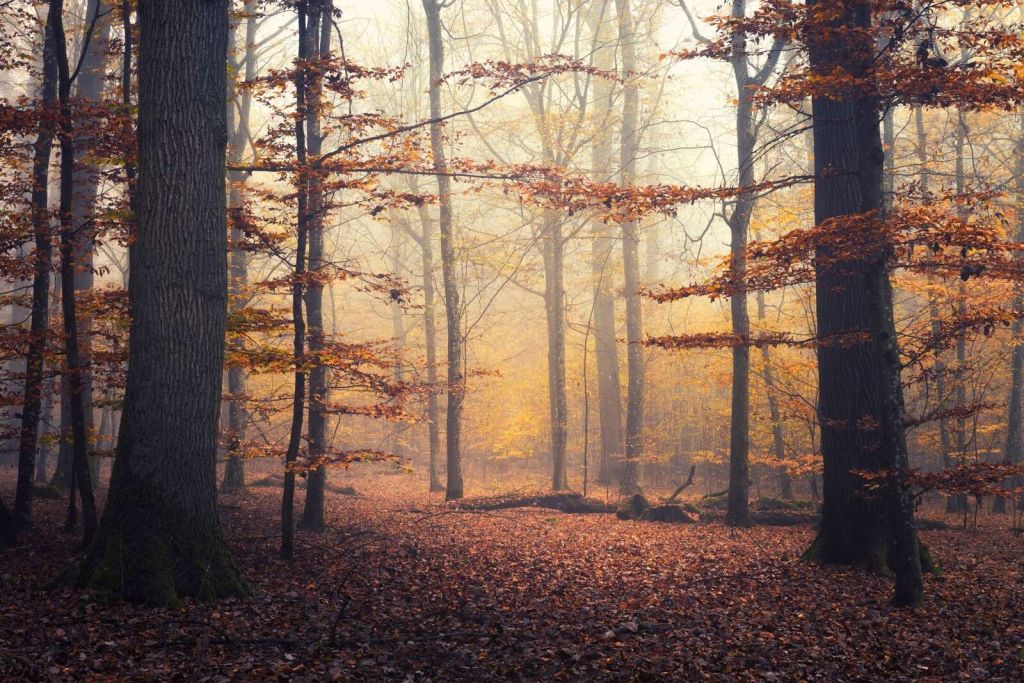 Bosco autunnale nella nebbia dorata