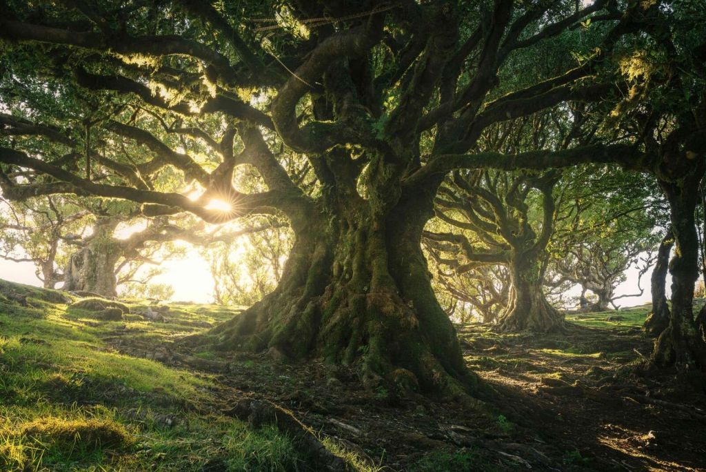 Foresta incantata alla luce del sole