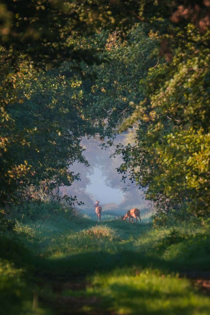 Animali selvatici nella luce del mattino