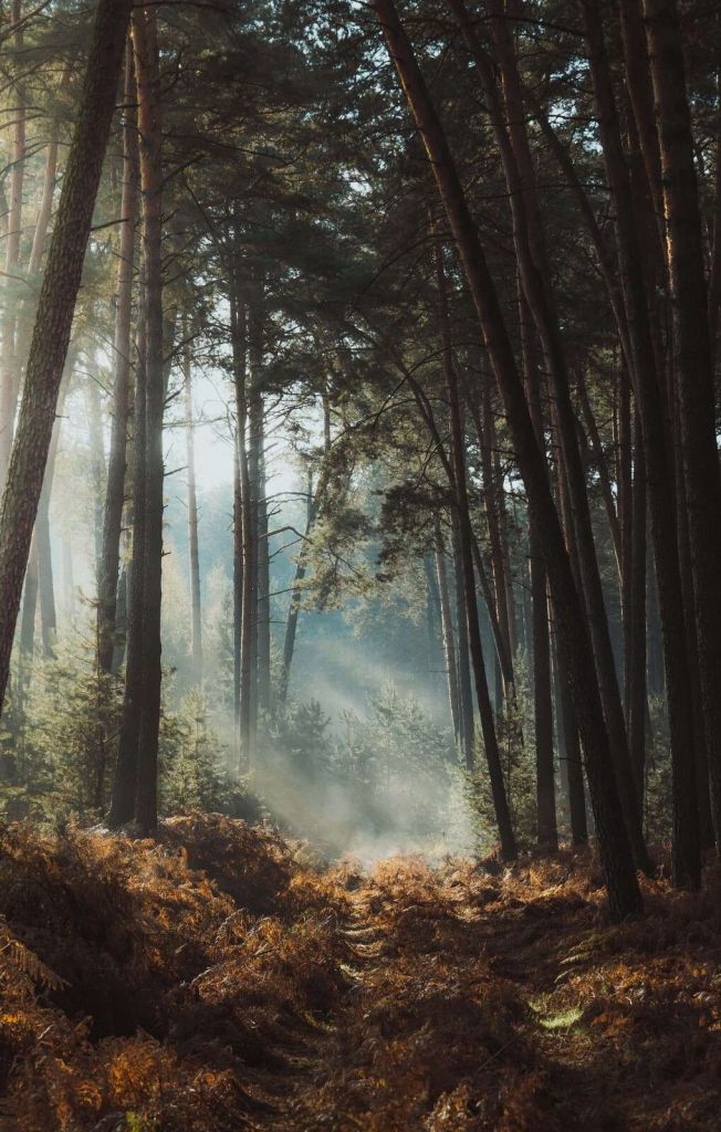 Luce d'autunno nel Bosco Verde