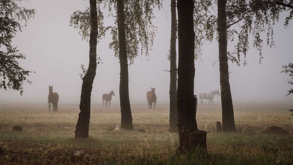 Cavalli nella nebbia del mattino