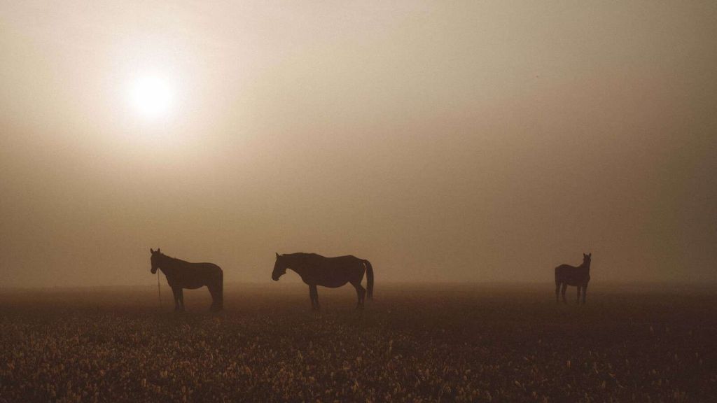 Cavalli nel Prato Nebuloso