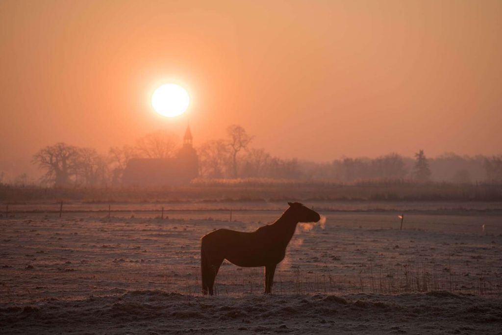 Cavallo nella luce del mattino