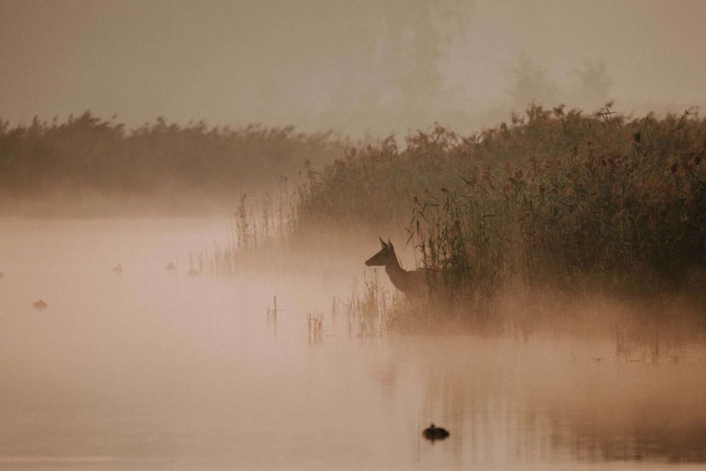 Ree nella nebbia del mattino