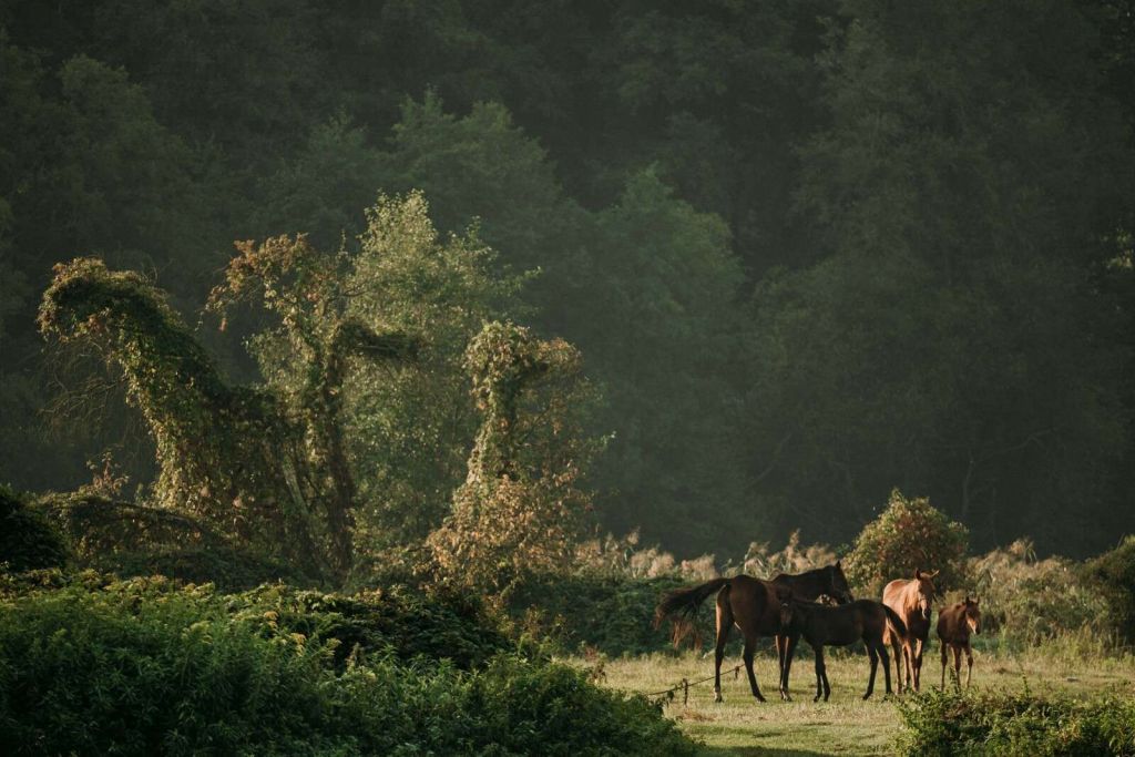 Cavalli nel Bosco Incantato