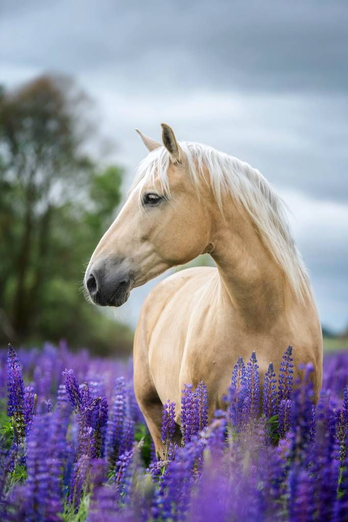 Cavallo tra la lavanda