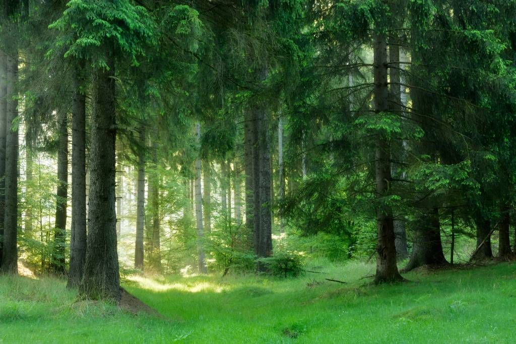 foreste di conifere