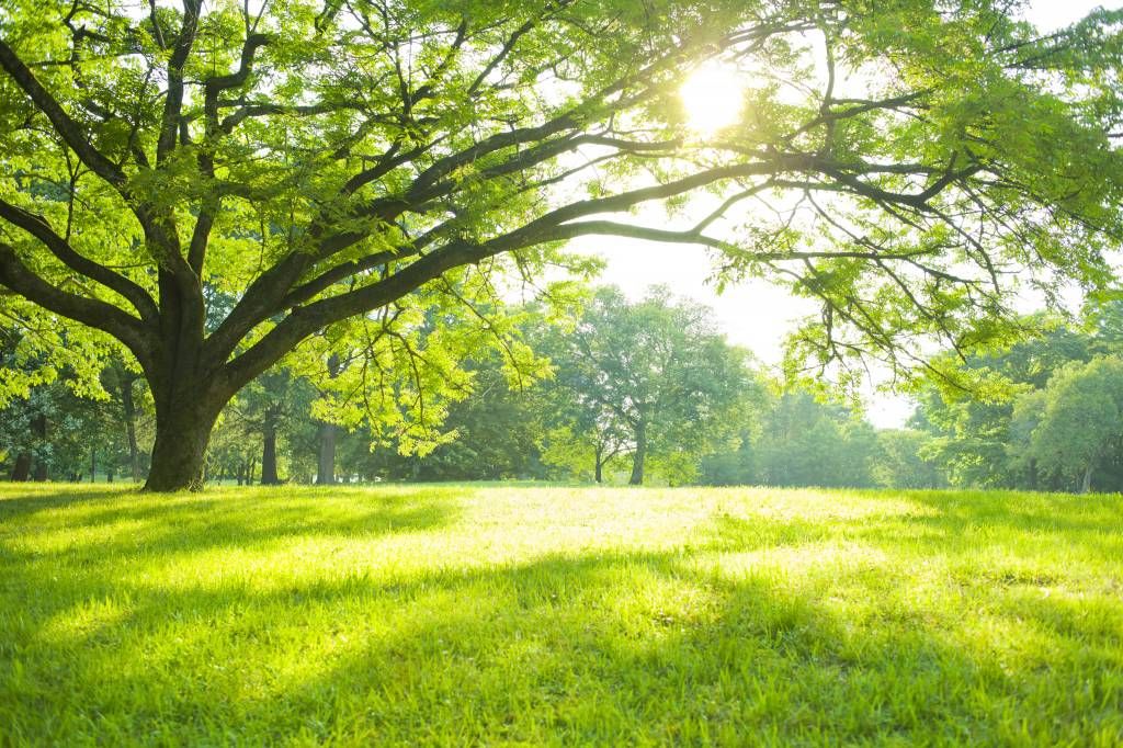 Bellissimo albero con erba verde