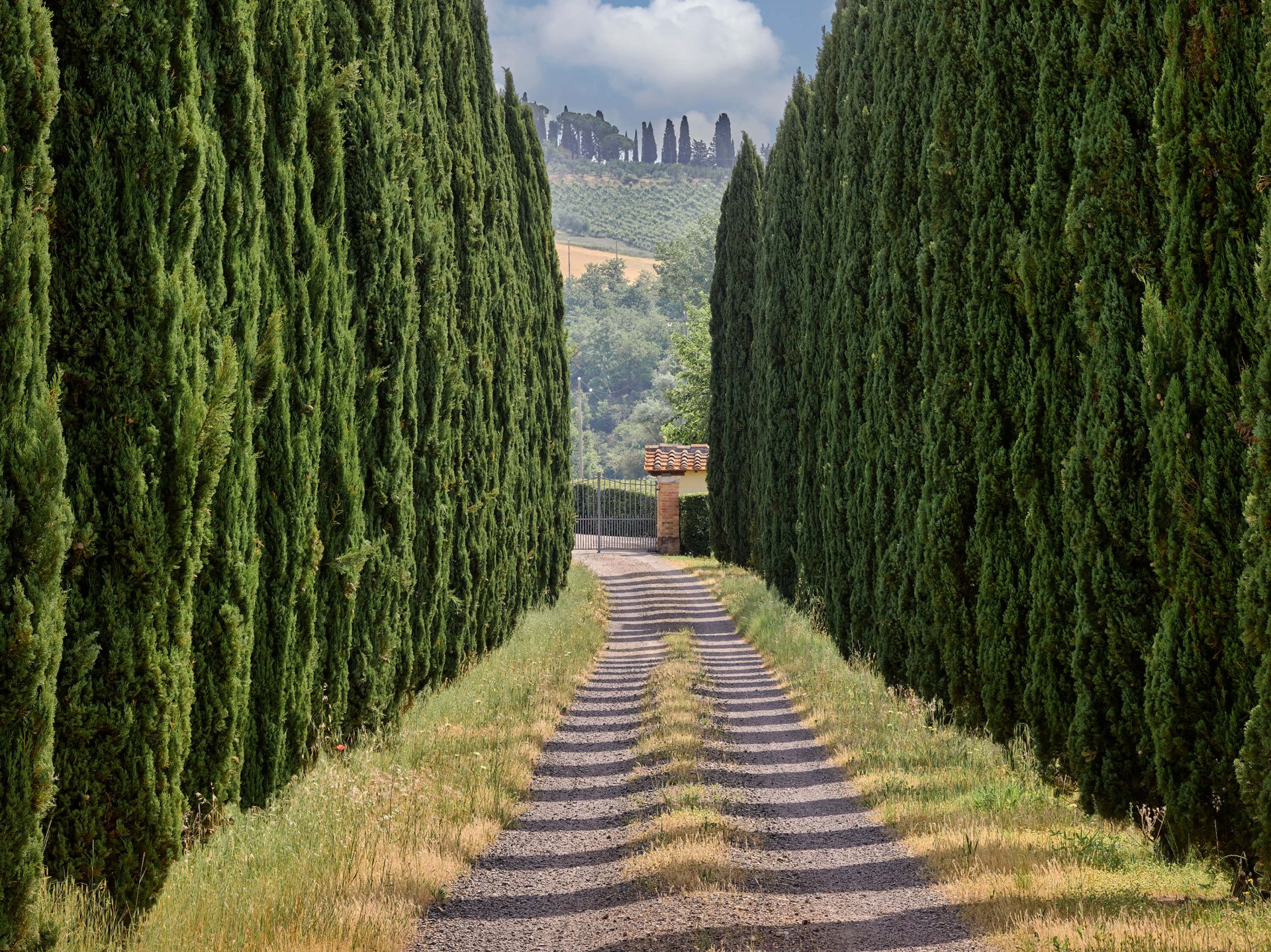 Viale dei cipressi