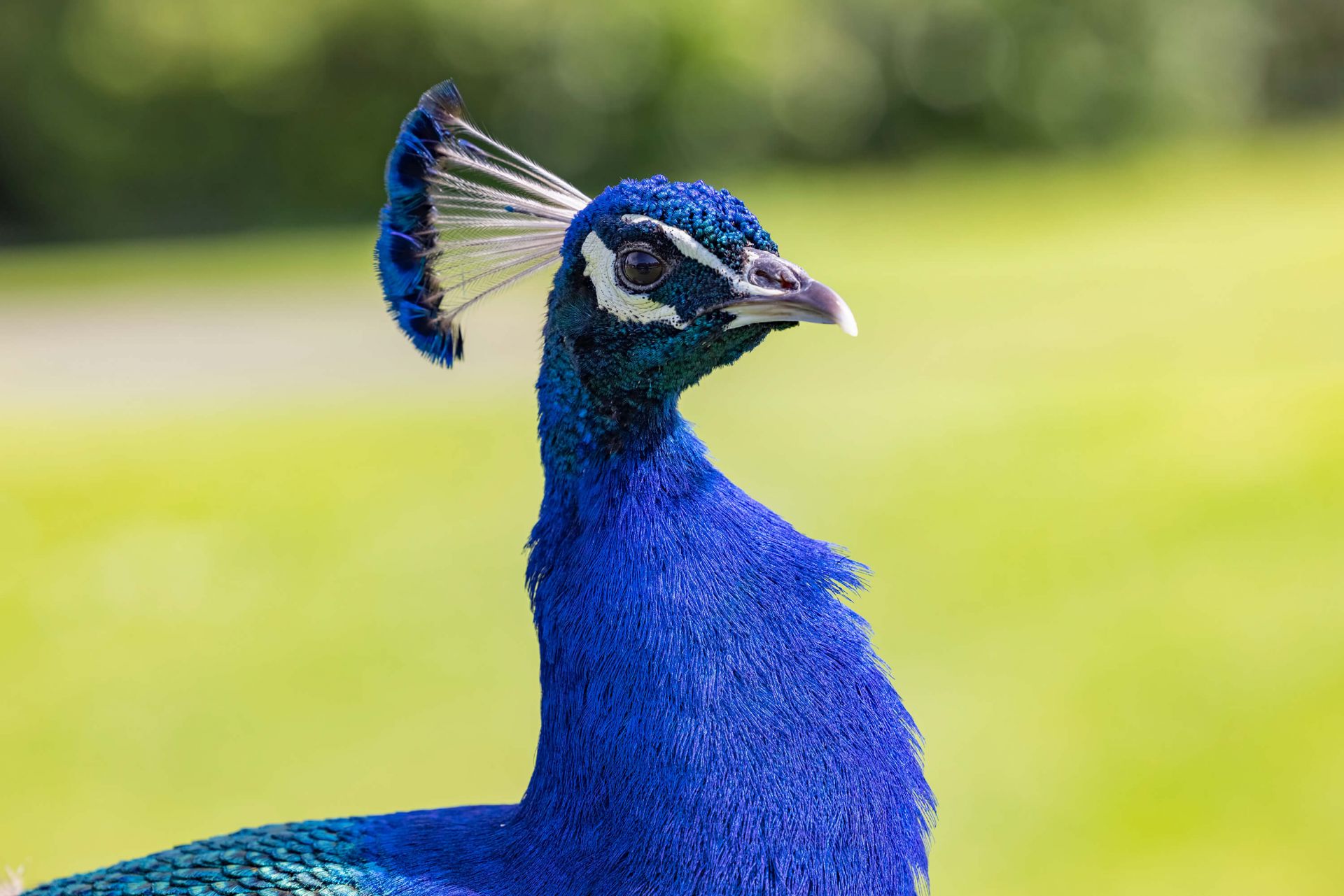 Carta da Parati Sfondo luminoso piume blu pappagallo di ala, primo piano 